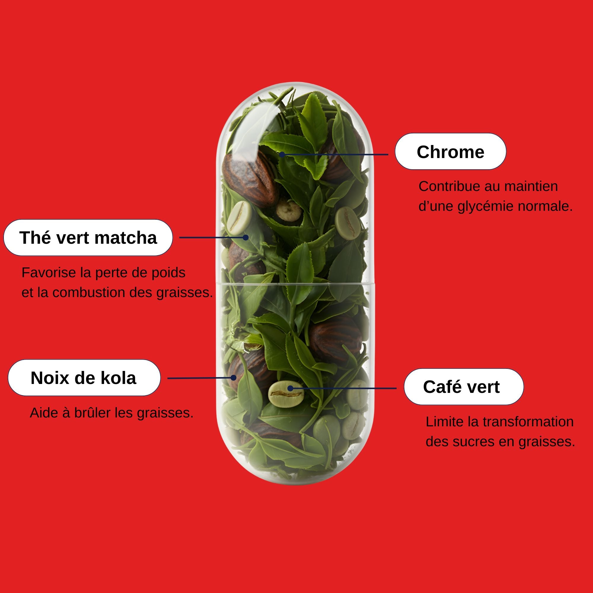 Actifs minceur Bruleur de graisses_Laborantin