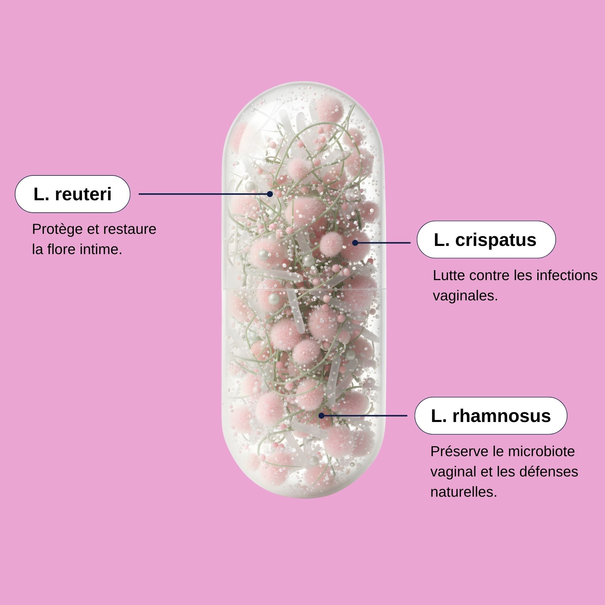 Probiotiques flore vaginale_Laborantin