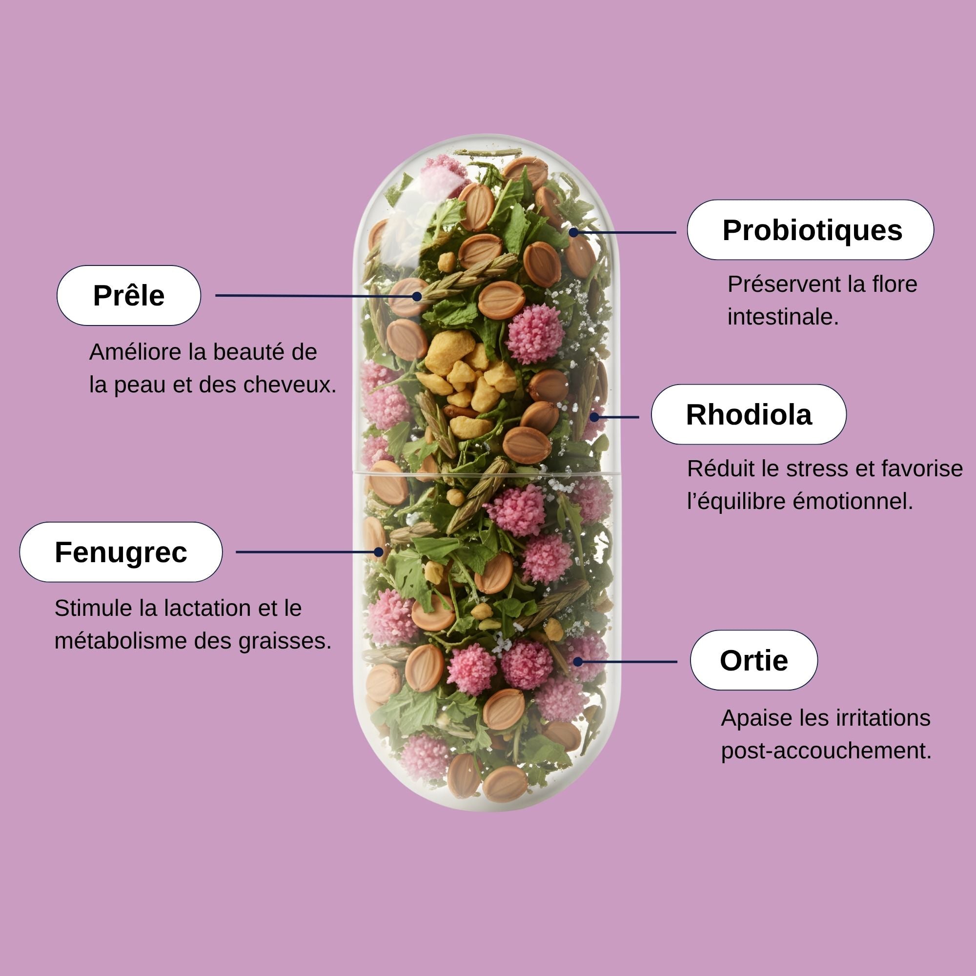 Ingrédients Probio Post-Partum_Laborantin