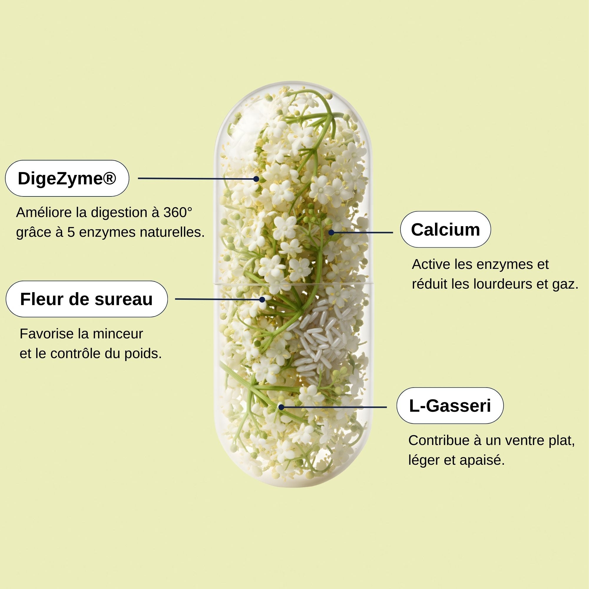 DizeZyme Probio Slim Digest_Laborantin