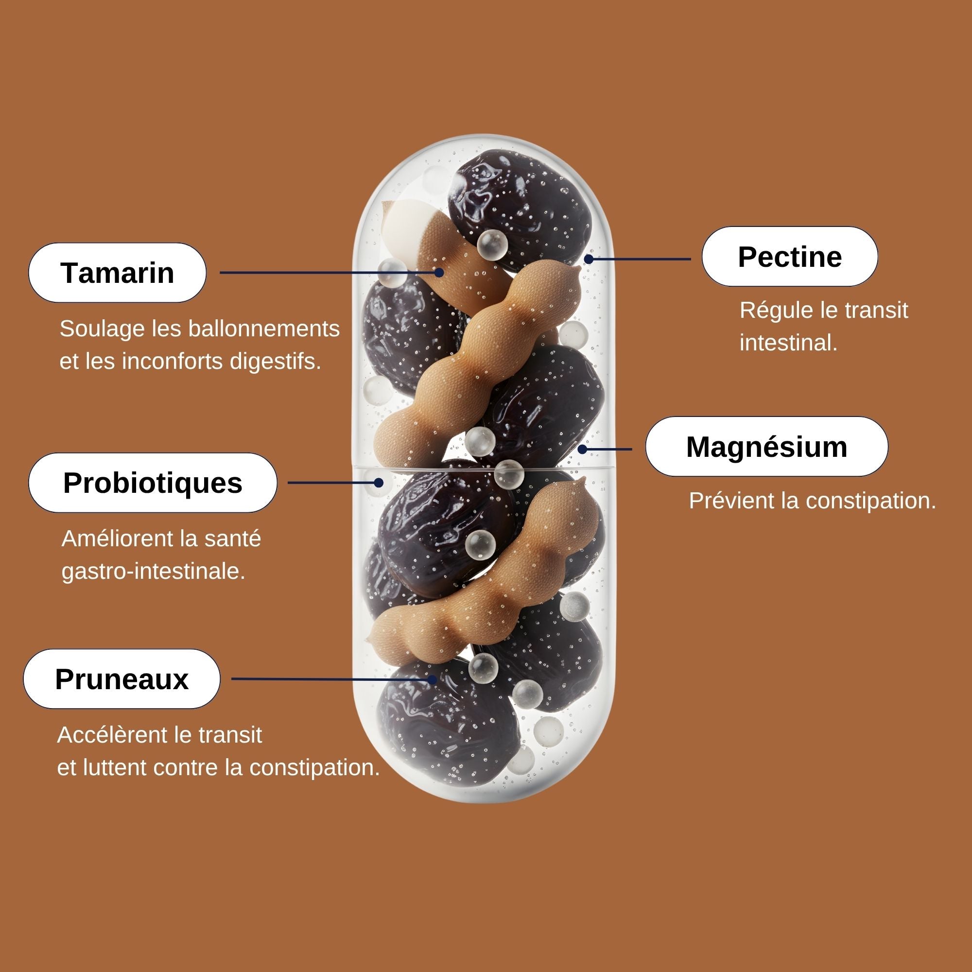 Ingrédients Probio Transit_Laborantin