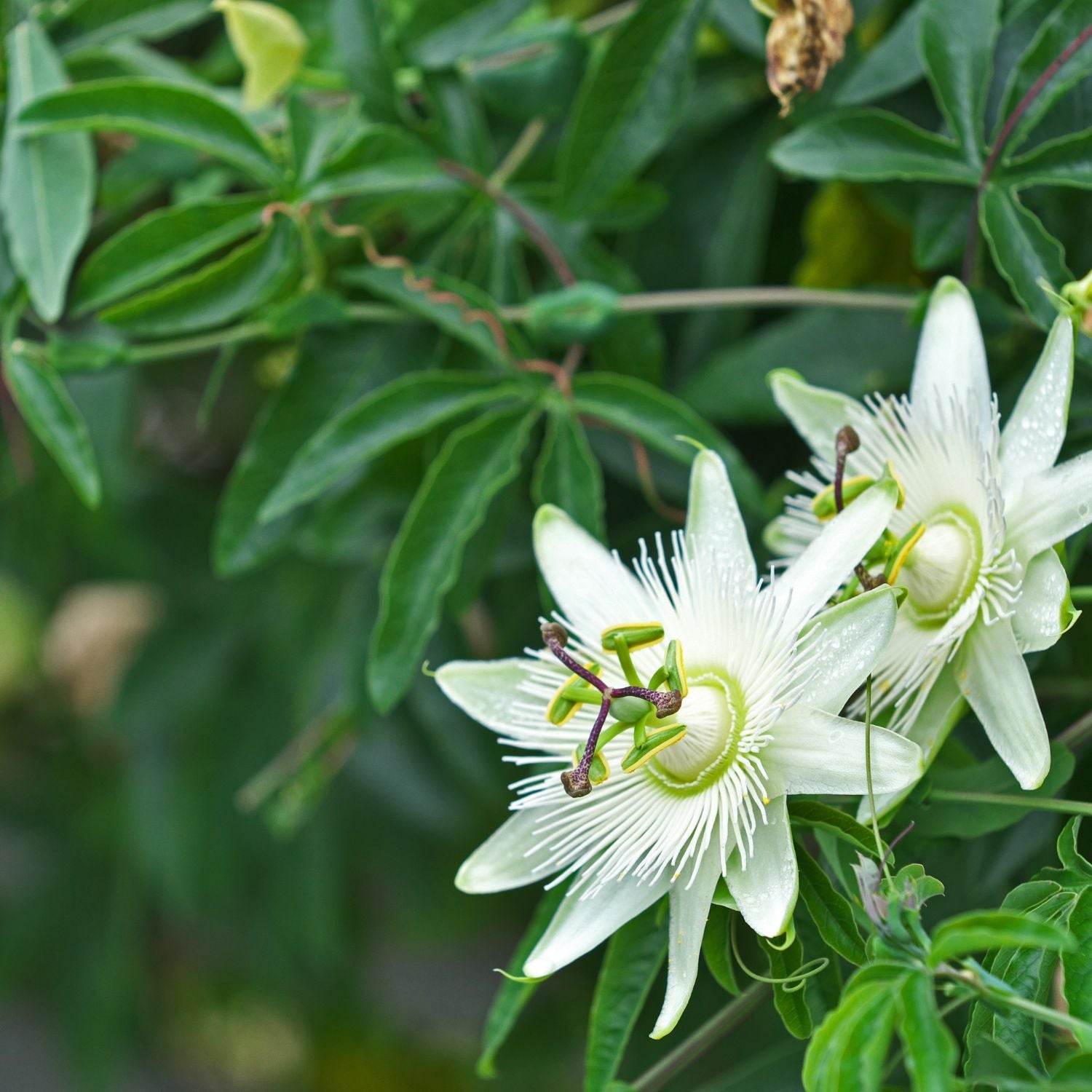 Plantes du sommeil 