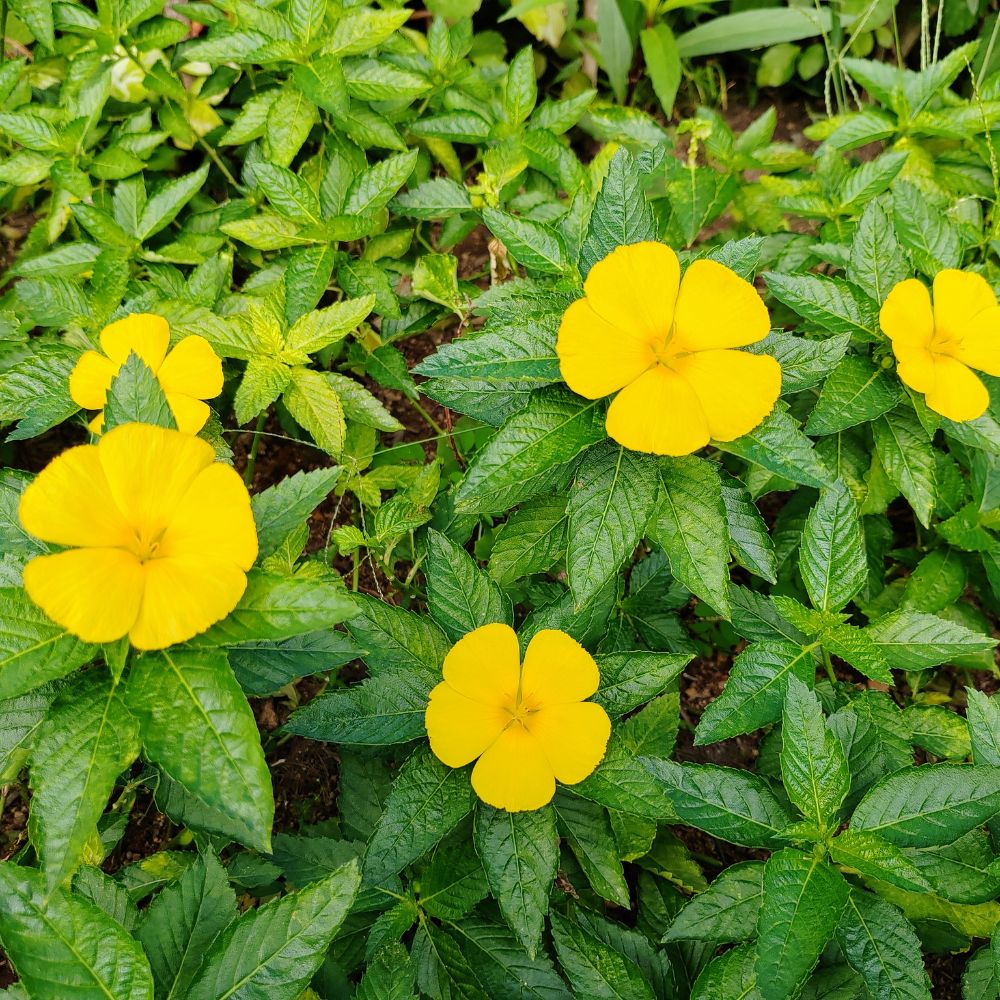 Damiana breveté Liboost - actif étudié cliniquement