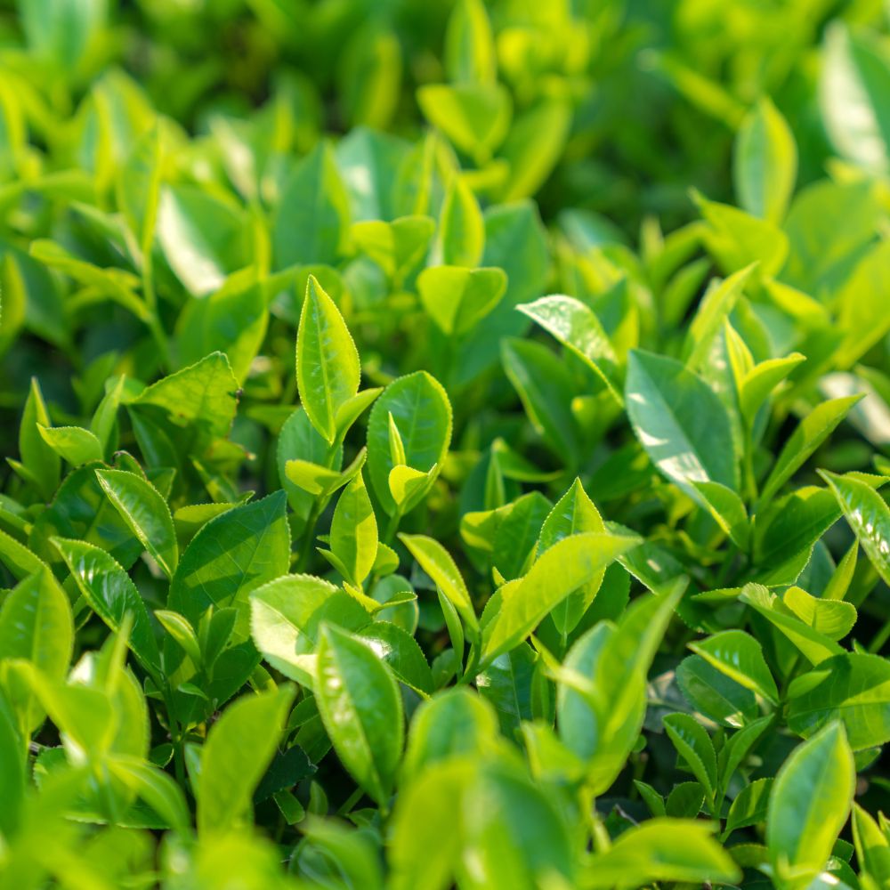 Greenselect Phytosome - thé vert décaféiné breveté Indena