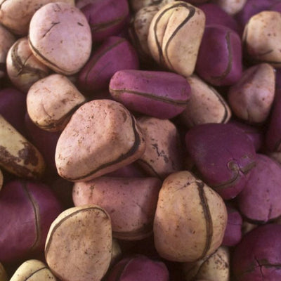 Kola