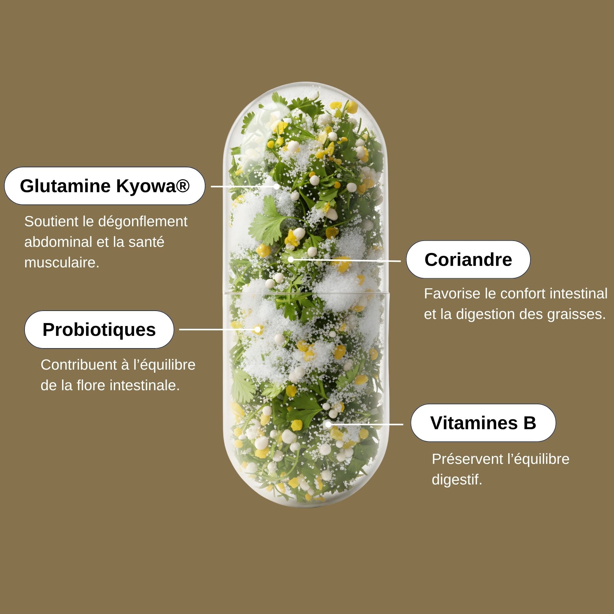 Probiotiques et Glutamine_Laborantin