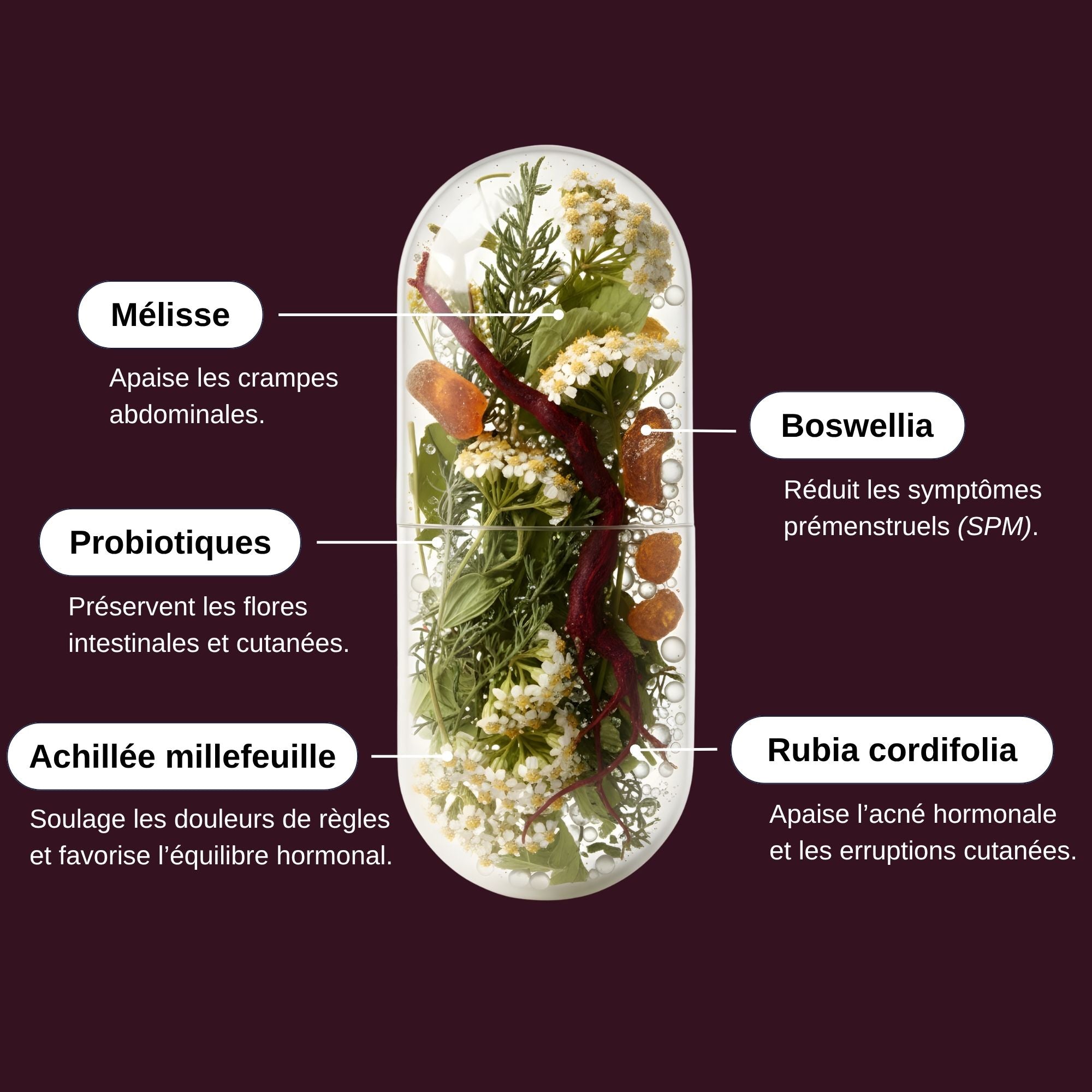 Ingrédients Probio Menstruations_Laborantin