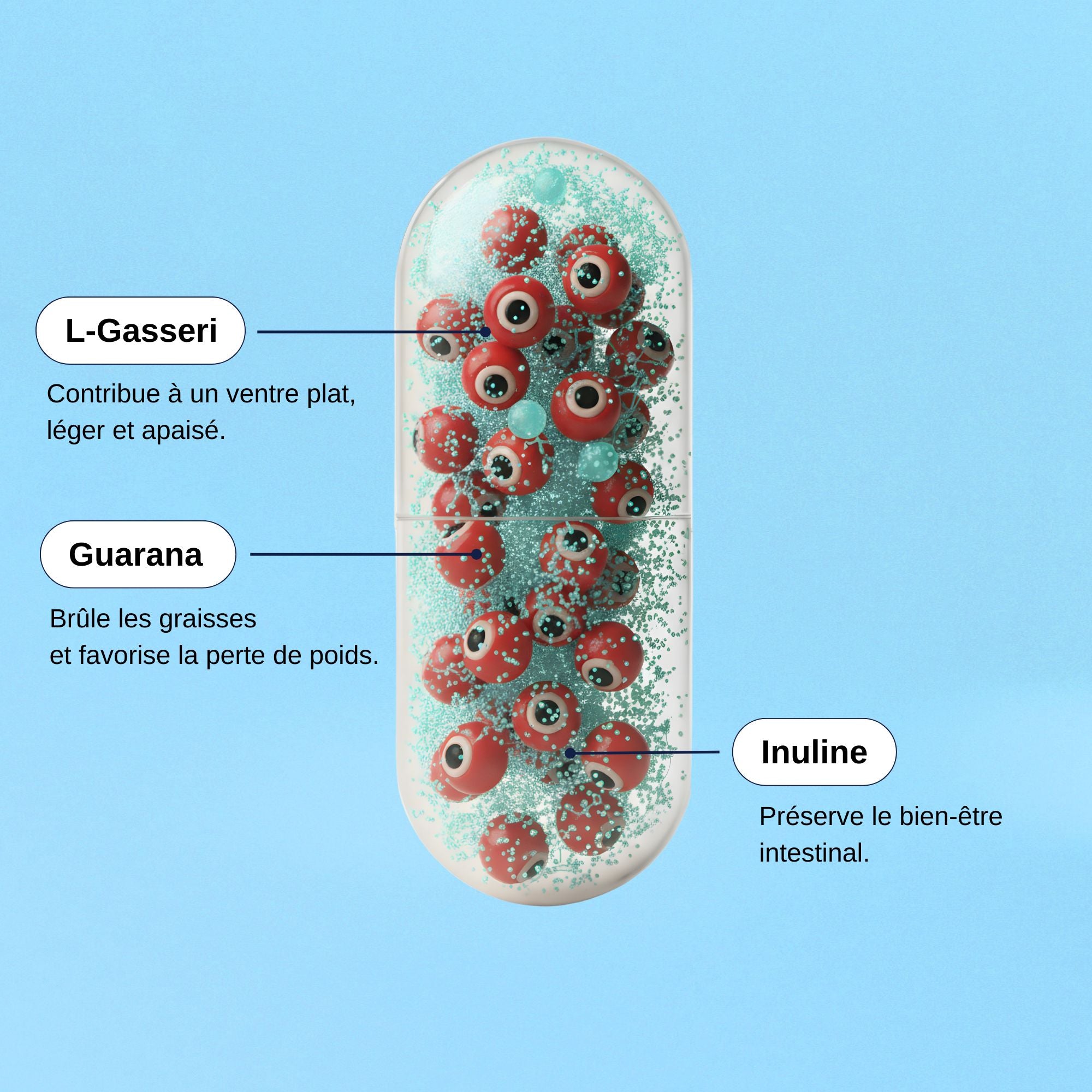 L-Gasseri Ventre Plat_Laborantin